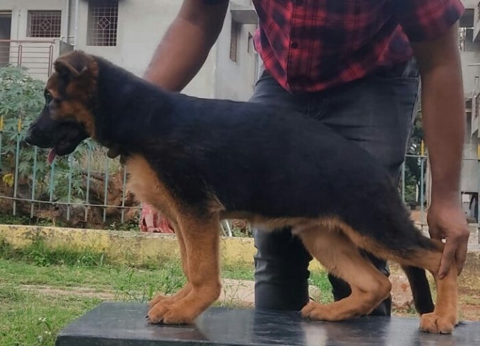 DogsIndia.com - German Shepherd Dog (GSD) - Deenjons Kennel