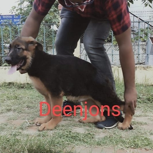 DogsIndia.com - German Shepherd Dog (GSD) - Deenjons Kennel