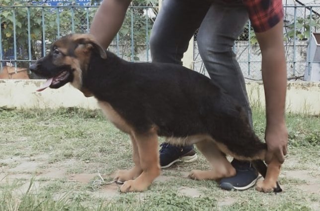 DogsIndia.com - German Shepherd Dog (GSD) - Deenjons Kennel