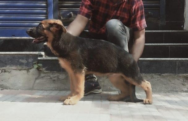 DogsIndia.com - German Shepherd Dog (GSD) - Deenjons Kennel