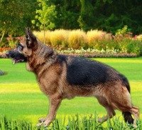 dogsindia.com - GSD - Elixir Kennels