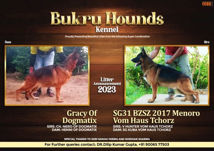 DogsIndia.com - German Shepherd Dog (GSD) - Dr. Gupta - Kennel Bukru