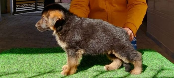 DogsIndia.com - German Shepherd Dog (GSD) - Dr. Gupta - Kennel Bukru