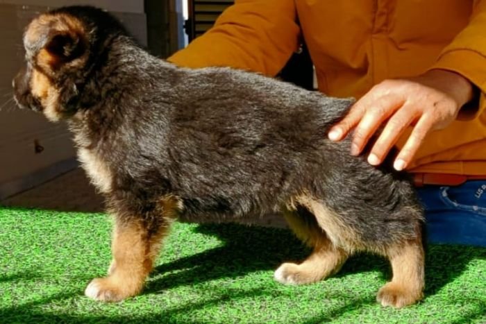 DogsIndia.com - German Shepherd Dog (GSD) - Dr. Gupta - Kennel Bukru