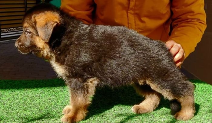 DogsIndia.com - German Shepherd Dog (GSD) - Dr. Gupta - Kennel Bukru