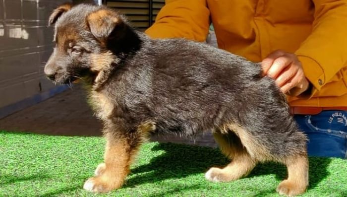 DogsIndia.com - German Shepherd Dog (GSD) - Dr. Gupta - Kennel Bukru