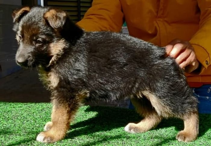 DogsIndia.com - German Shepherd Dog (GSD) - Dr. Gupta - Kennel Bukru