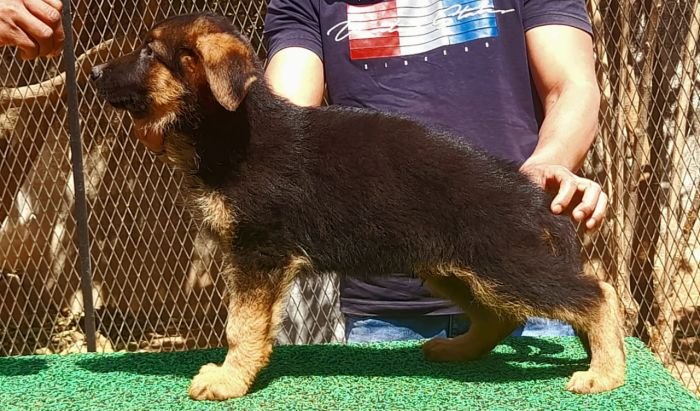 DogsIndia.com - German Shepherd Dog (GSD) - Dr. Gupta - Kennel Bukru