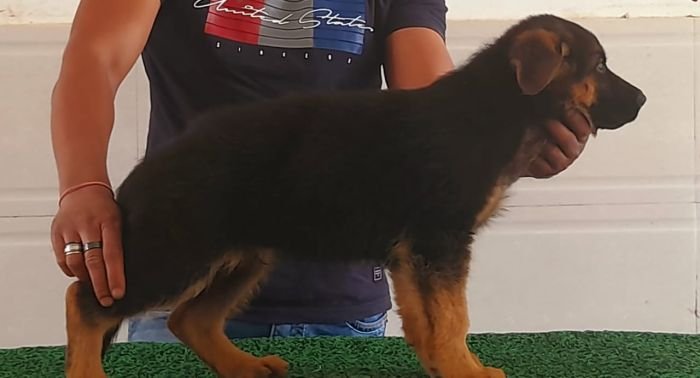 DogsIndia.com - German Shepherd Dog (GSD) - Dr. Gupta - Kennel Bukru