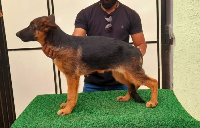 DogsIndia.com, German Shepherd Dog (GSD), Dr. Gupta, Kennel Bukru