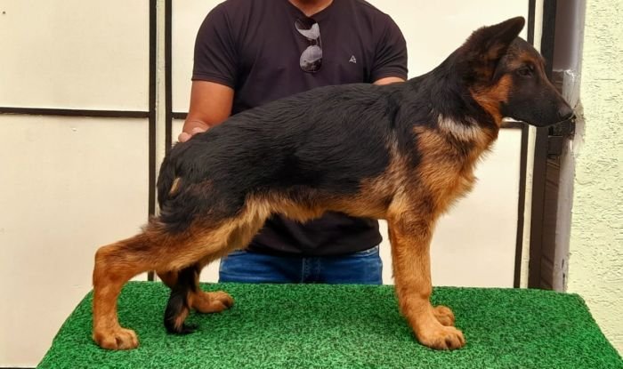 DogsIndia.com, German Shepherd Dog (GSD), Dr. Gupta, Kennel Bukru