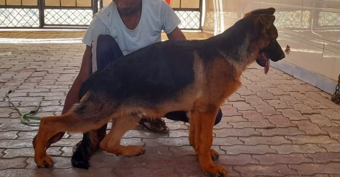 DogsIndia.com, German Shepherd Dog (GSD), Dr. Gupta, Kennel Bukru