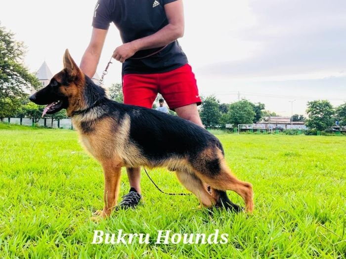 DogsIndia.com  German Shepherd Dog (GSD)  Dr. Gupta  Kennel Bukru