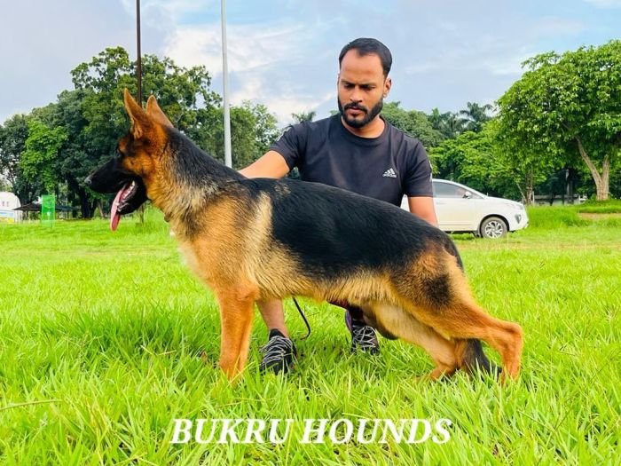 DogsIndia.com  German Shepherd Dog (GSD)  Dr. Gupta  Kennel Bukru