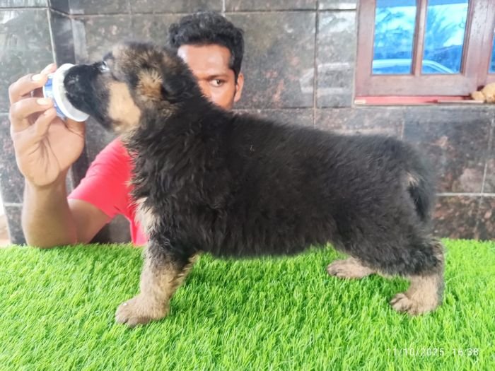 DogsIndia.com - GSD - Karthick