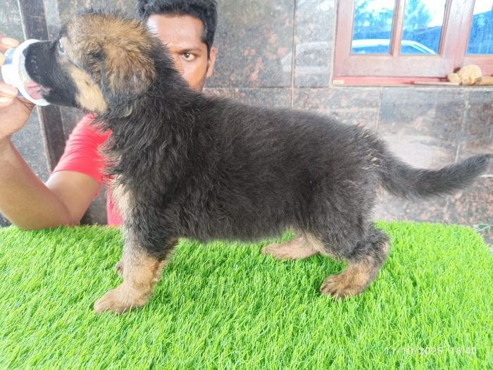DogsIndia.com - GSD - Karthick