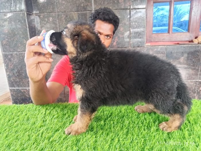 DogsIndia.com - GSD - Karthick