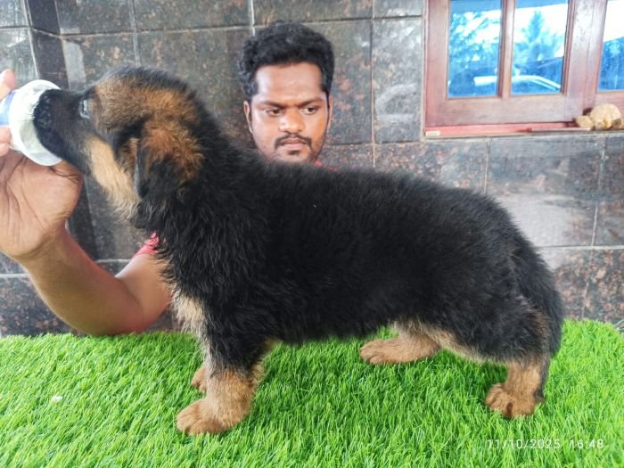 DogsIndia.com - GSD - Karthick