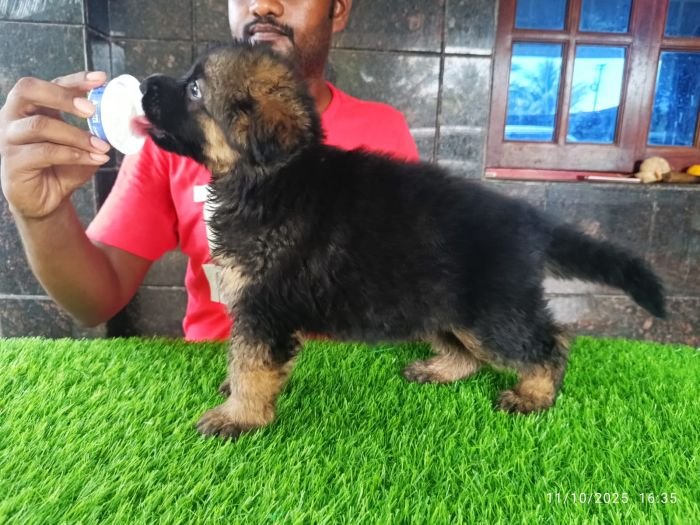 DogsIndia.com - GSD - Karthick