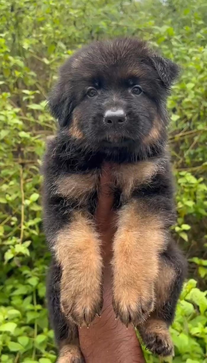 DogsIndia.com - GSD - Karthick