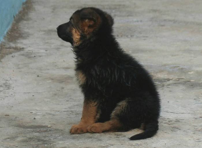 DogsIndia.com - GSD (German Shepherd Dog) - Mayaa's Kennels