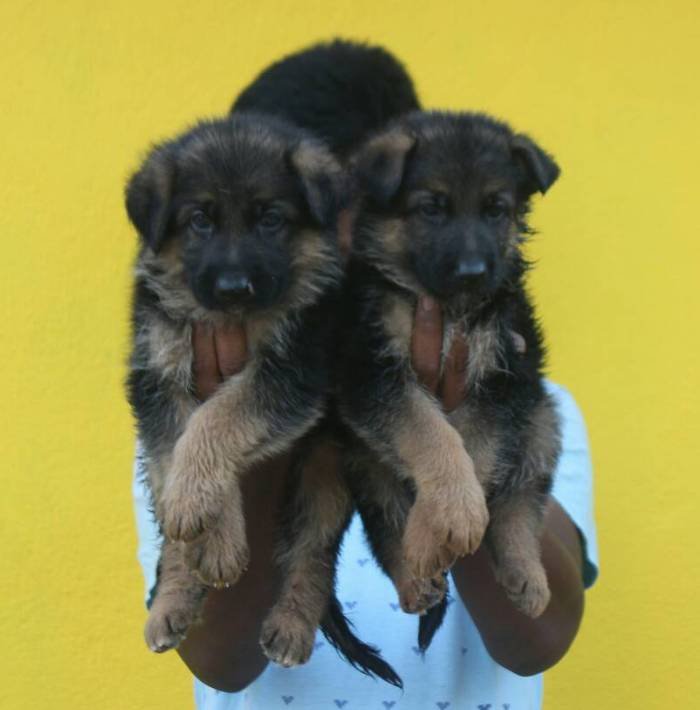 DogsIndia.com - GSD (German Shepherd Dog) - Mayaa's Kennels