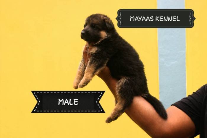 DogsIndia.com - GSD (German Shepherd Dog) - Mayaa's Kennels
