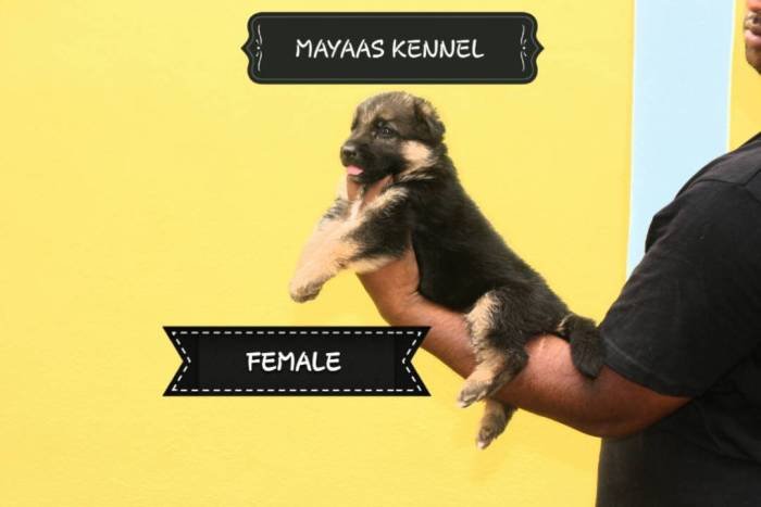 DogsIndia.com - GSD (German Shepherd Dog) - Mayaa's Kennels
