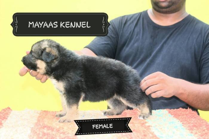 DogsIndia.com - GSD (German Shepherd Dog) - Mayaa's Kennels