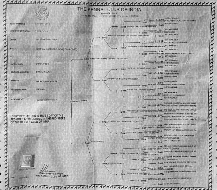 DogsIndia.com - GSD - Paavan Kennels