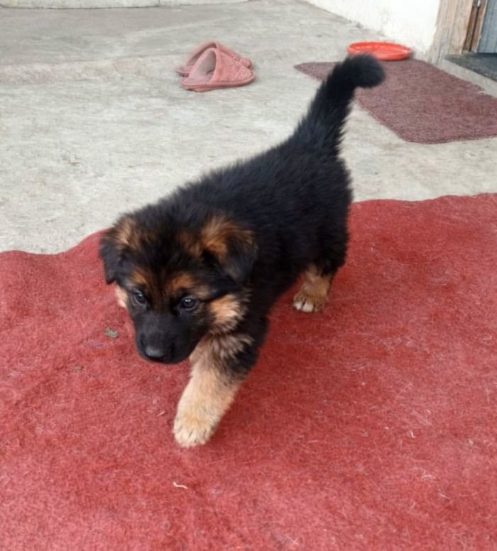 DogsIndia.com - GSD - Paavan Kennels