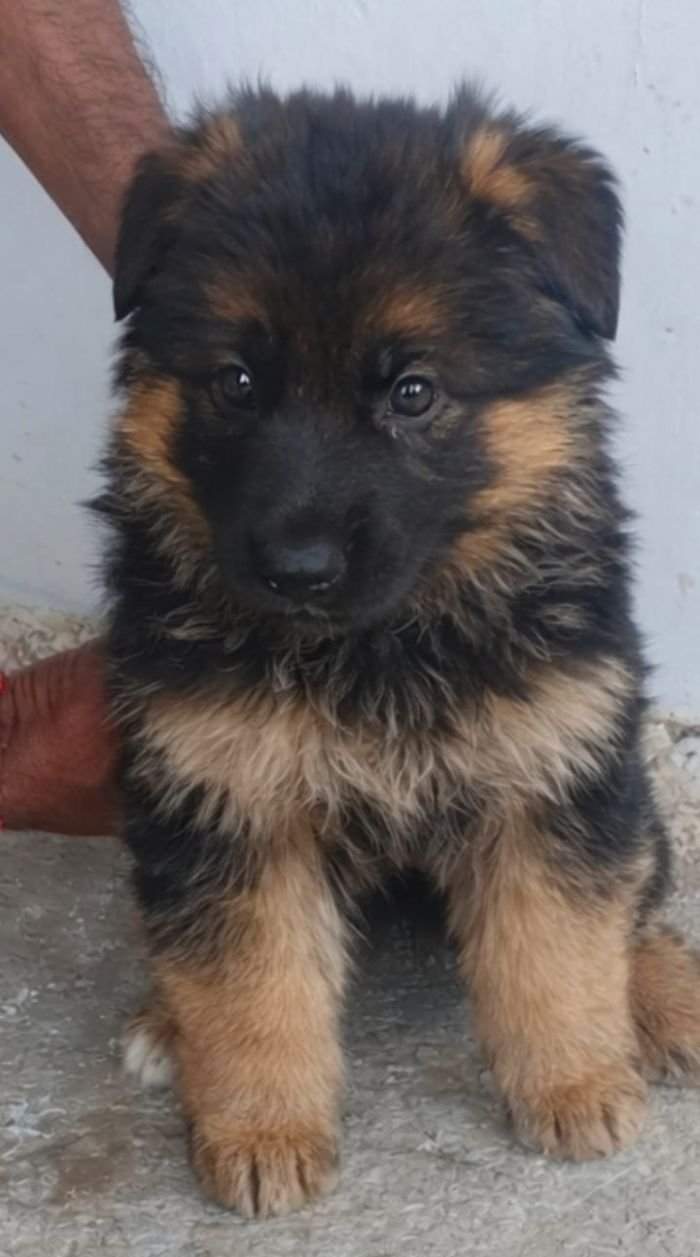 DogsIndia.com - GSD - Paavan Kennels