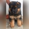 DogsIndia.com - GSD - Paavan Kennels