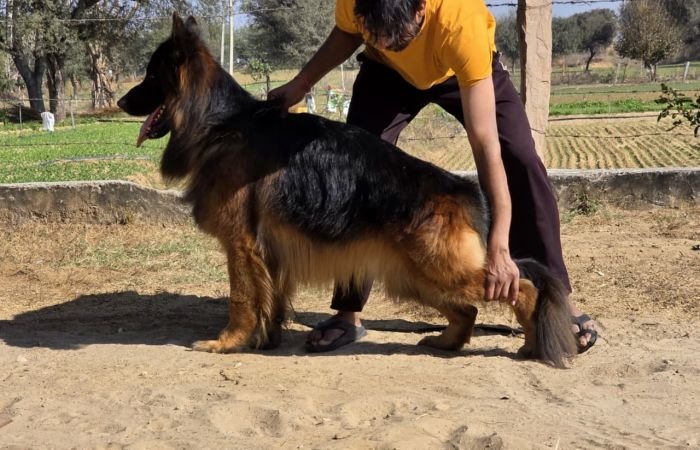 DogsIndia.com - GSD - Paavan Kennels