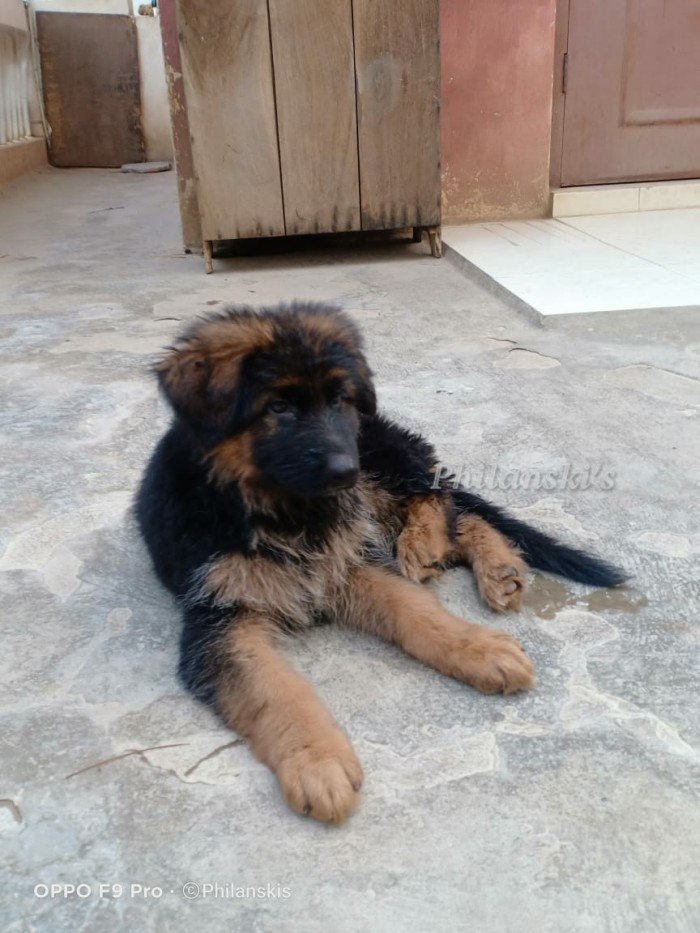 DogsIndia.com - GSD - Philanski