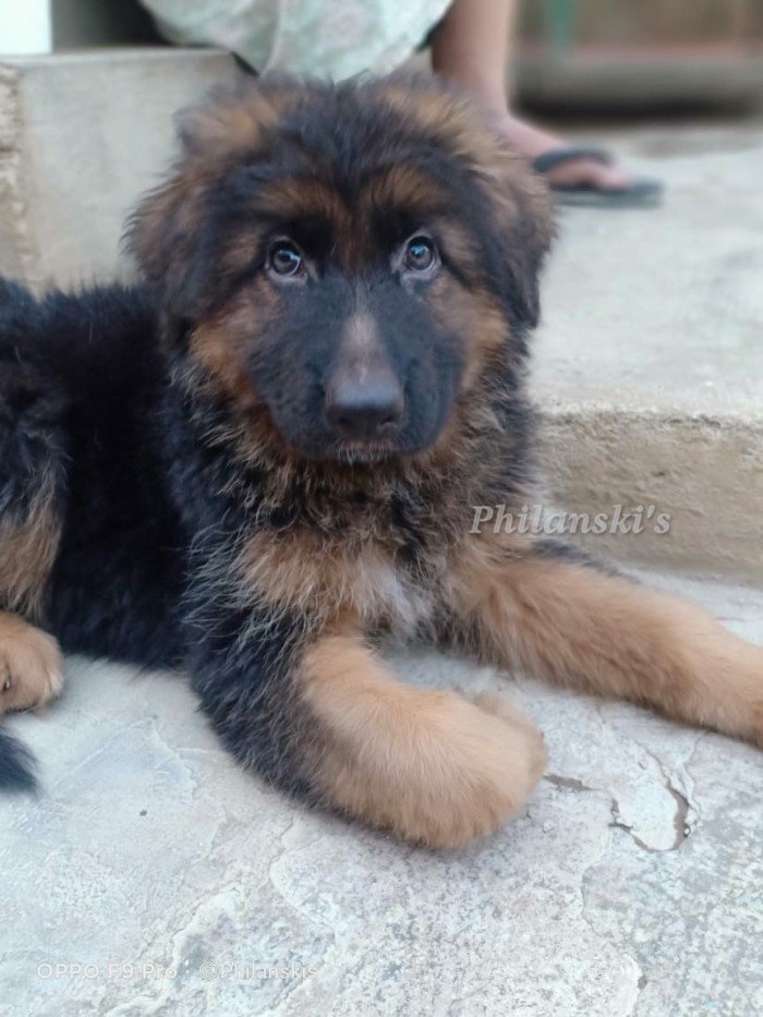 DogsIndia.com - GSD - Philanski