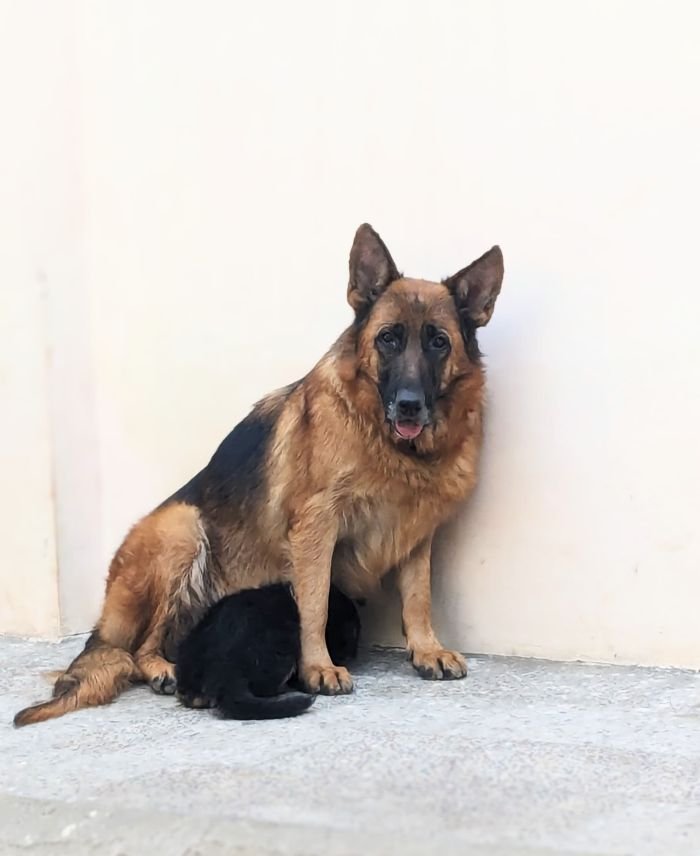 DogsIndia.com - GSD - Pranay Mishra