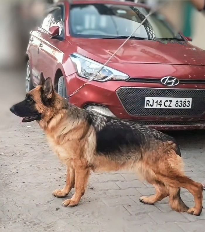 DogsIndia.com - GSD - Pranay Mishra