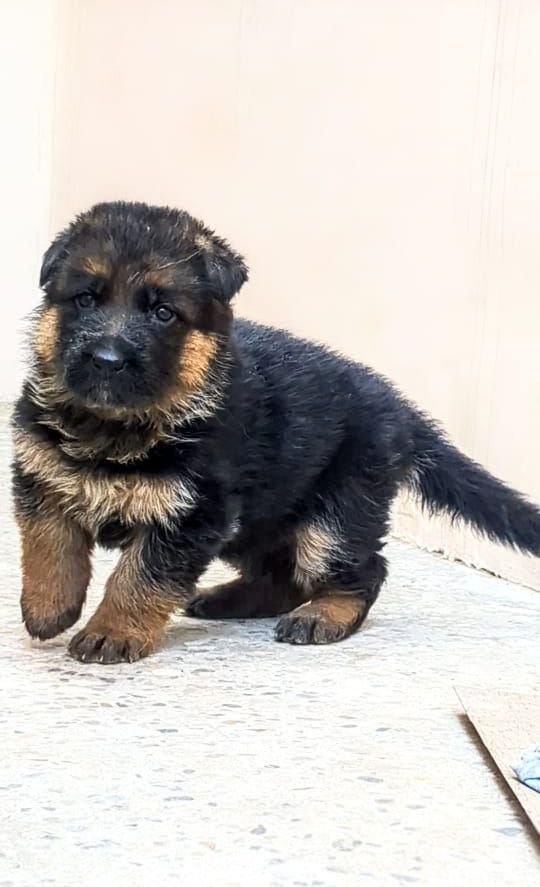 DogsIndia.com - GSD - Pranay Mishra