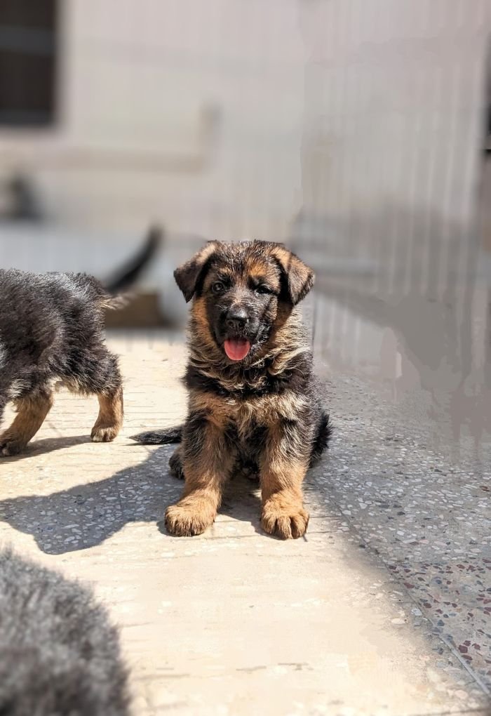 DogsIndia.com - GSD - Pranay Mishra