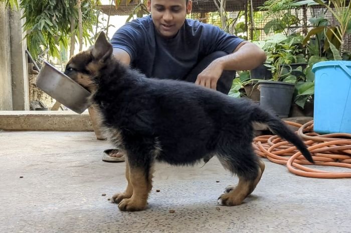 DogsIndia.com - GSD - Pranay Mishra