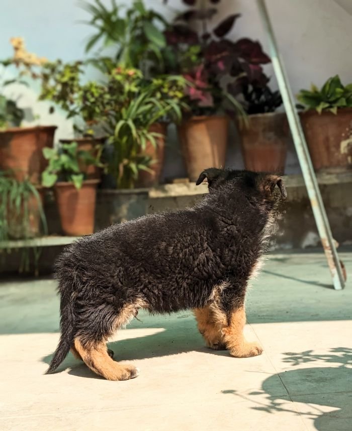DogsIndia.com - GSD - Pranay Mishra