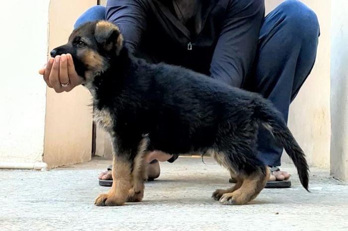 DogsIndia.com - GSD - Pranay Mishra