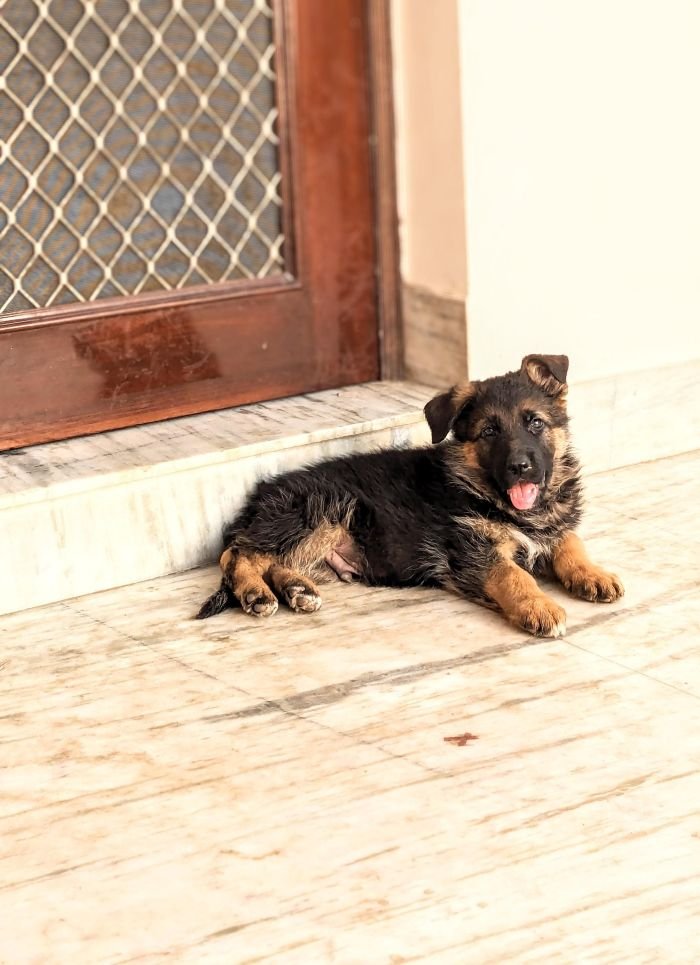 DogsIndia.com - GSD - Pranay Mishra