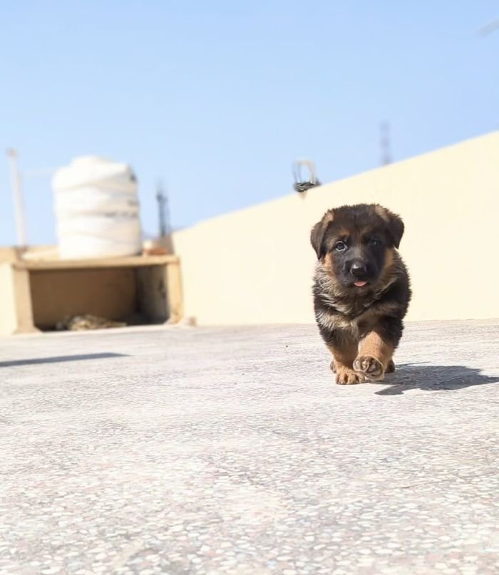 DogsIndia.com - GSD - Pranay Mishra