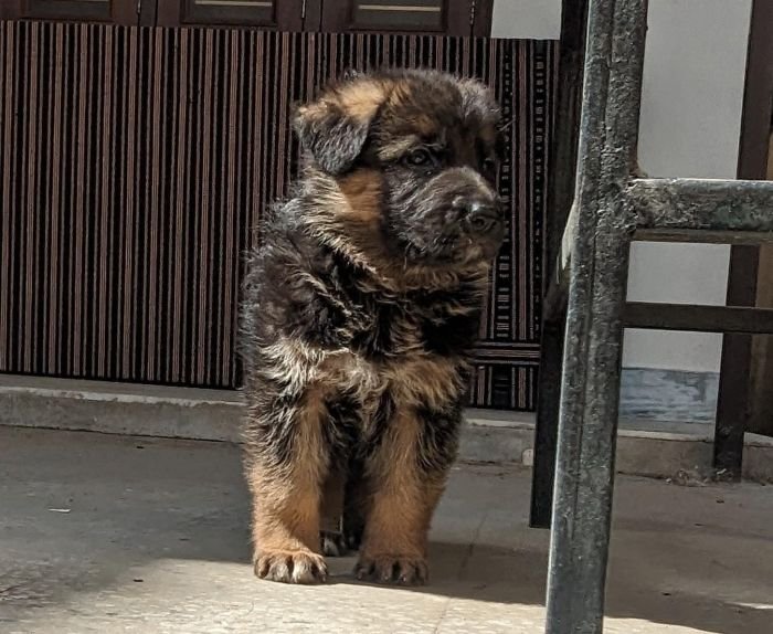 DogsIndia.com - GSD - Pranay Mishra