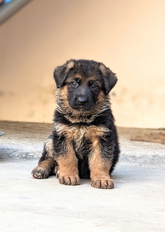 DogsIndia.com - GSD - Pranay Mishra