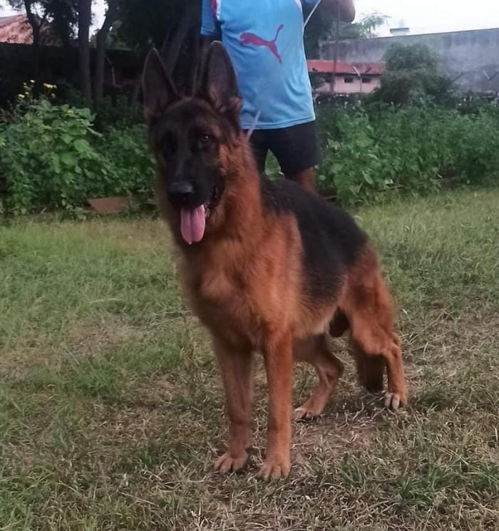 DogsIndia.com - GSD - Pranay Mishra