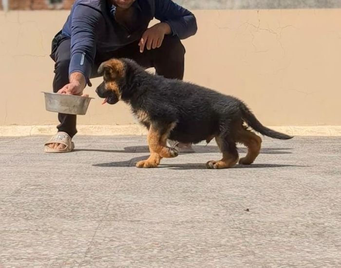 DogsIndia.com - GSD - Pranay Mishra