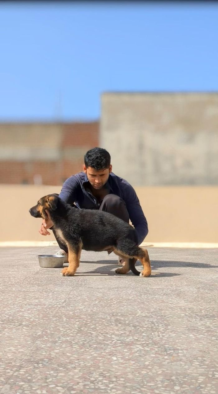 DogsIndia.com - GSD - Pranay Mishra